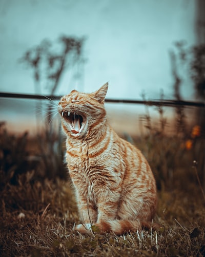 白天在棕色草地上的橙色斑猫